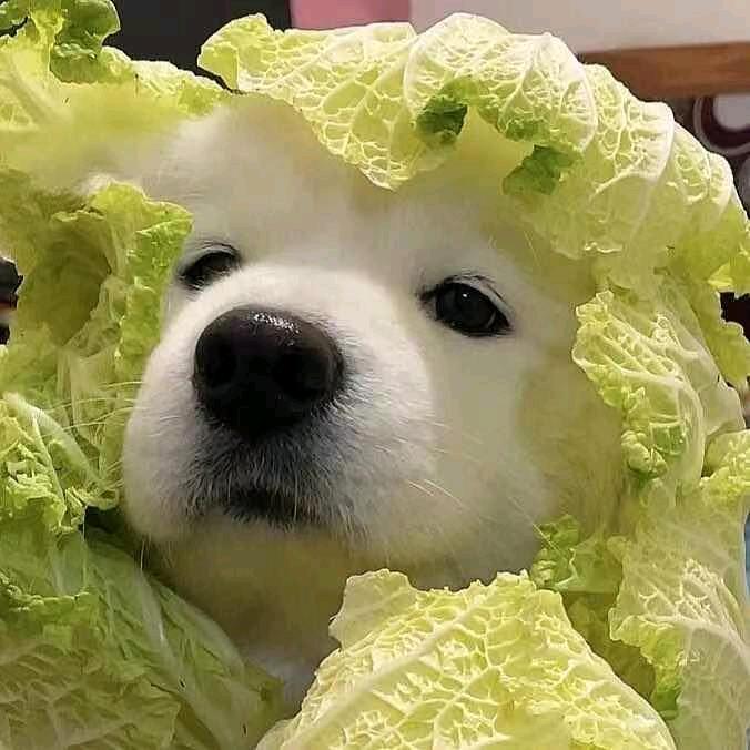 快乐的大马猴子