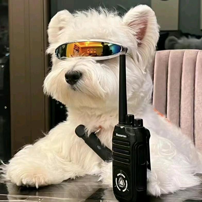 振烨集团、熊猫潮K(董事长助理)