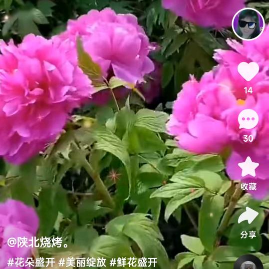 比翼齐飞