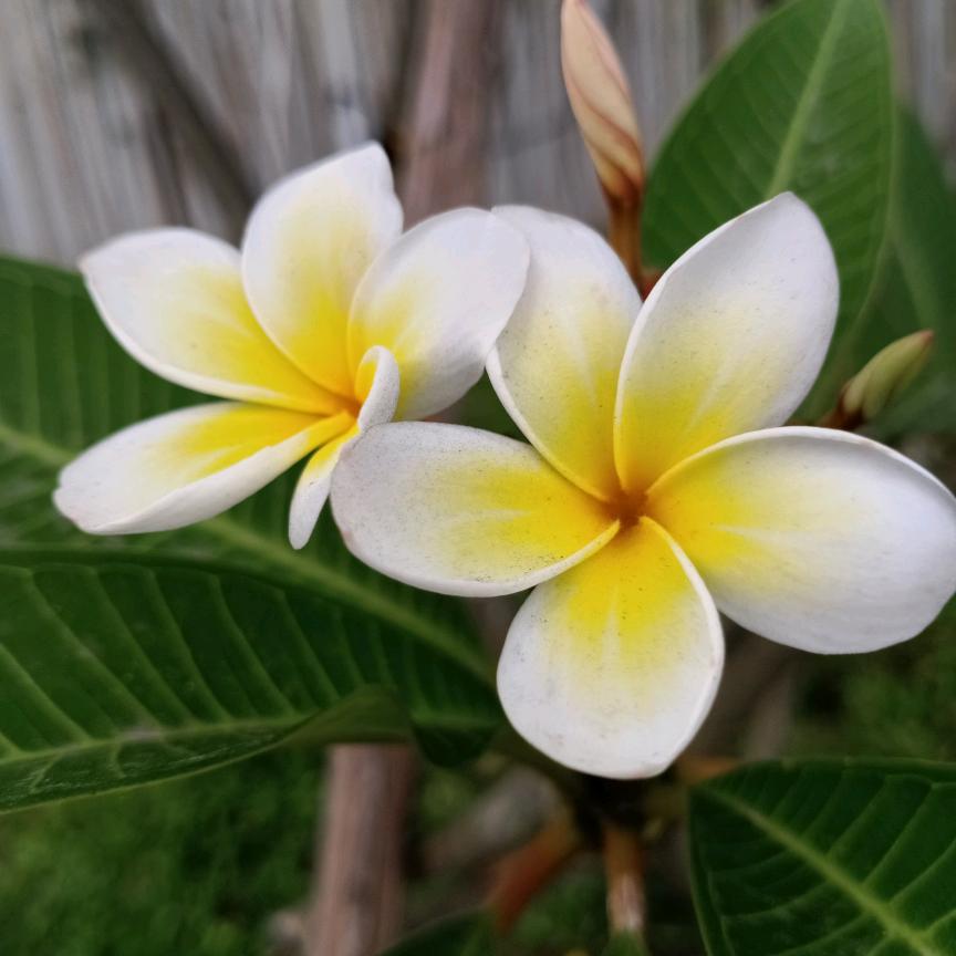 🐇子不吃窝边草