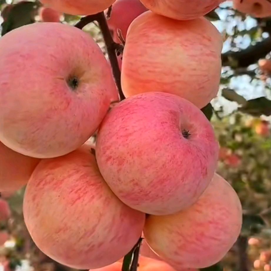 彤捷宝宝