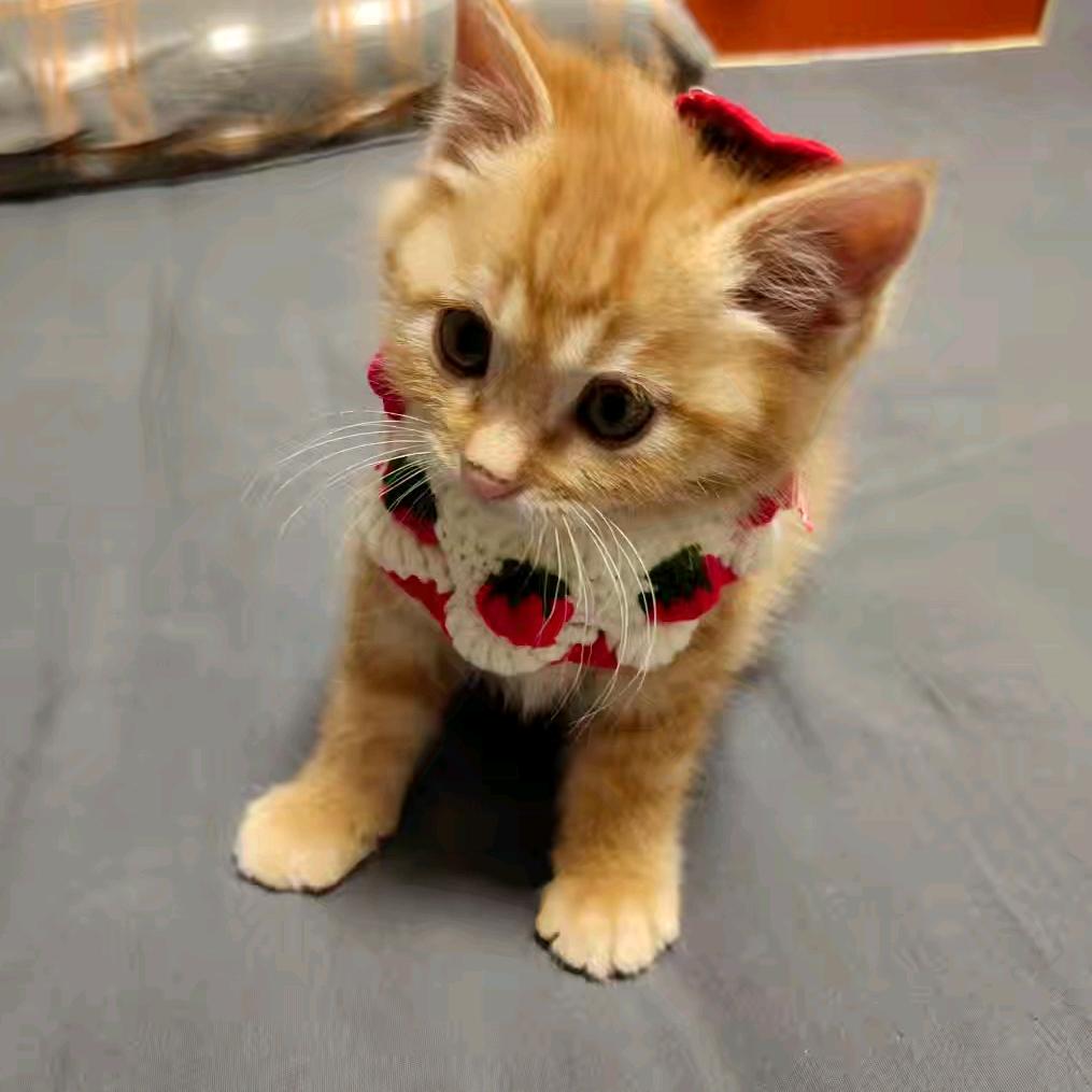 全虚道长爱吃野生大蟑螂