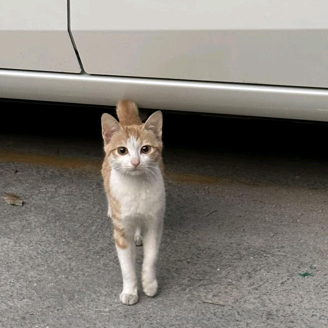 一池面