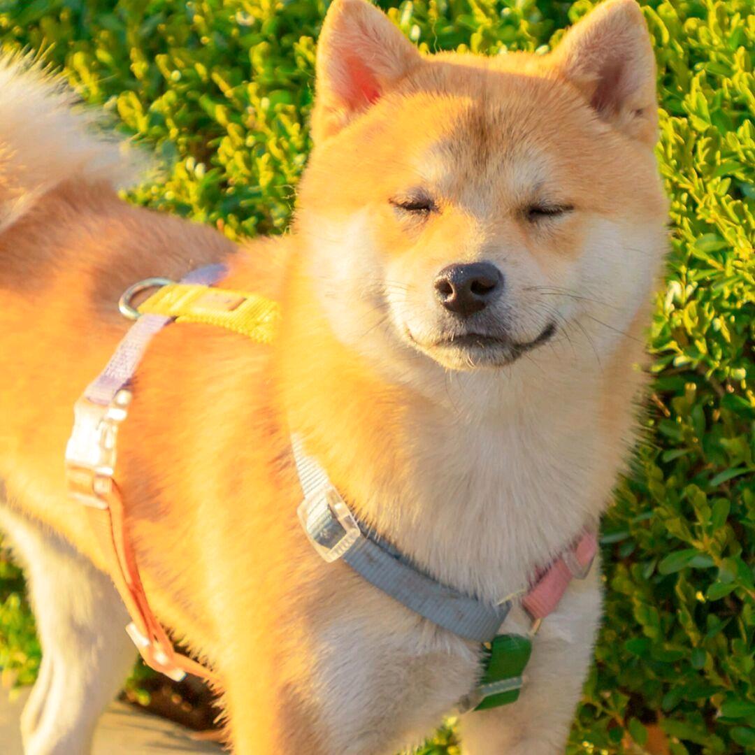 🌈加多宝🌈