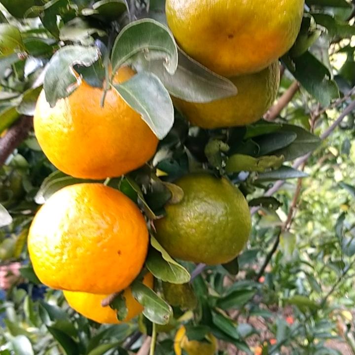 紫气东来.