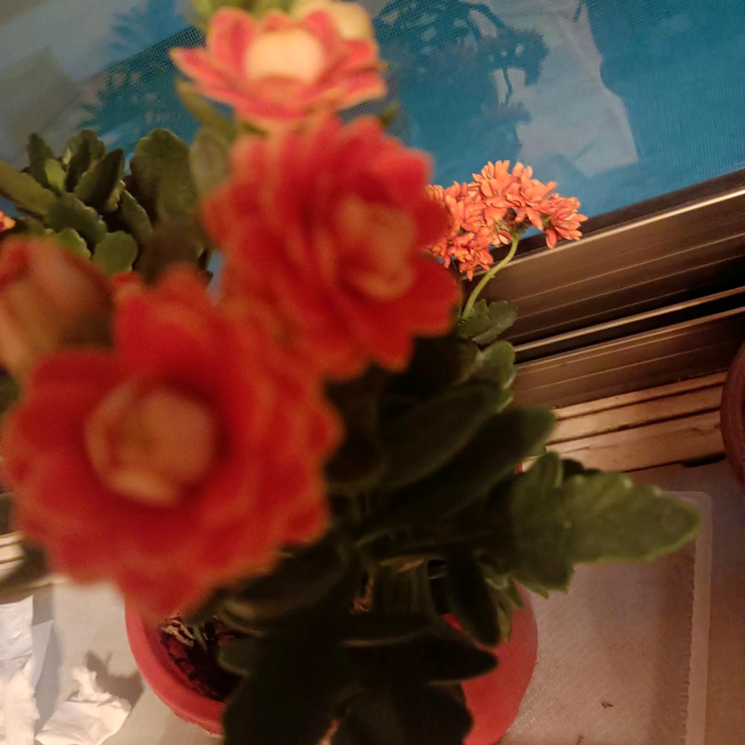 🌈酒酿泡芙💐🌸