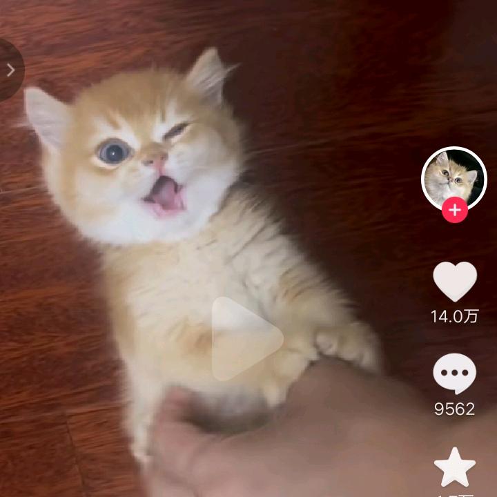 小熊宝宝