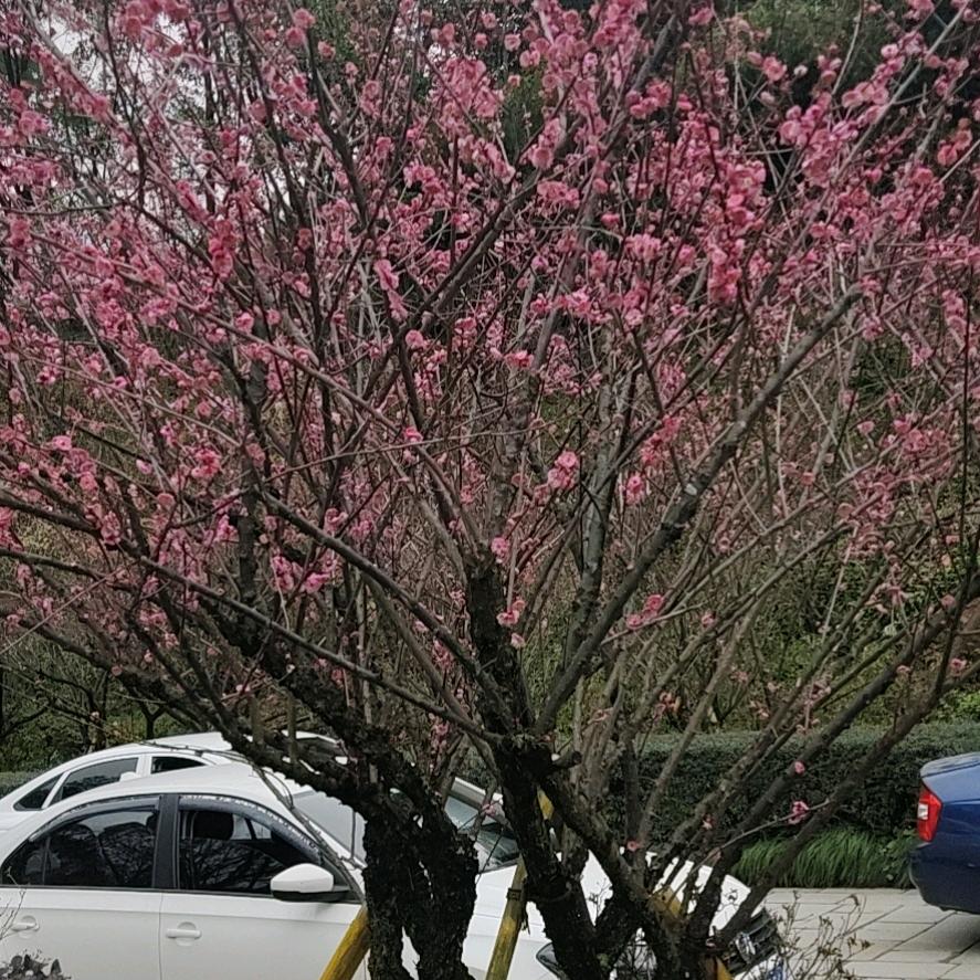 华