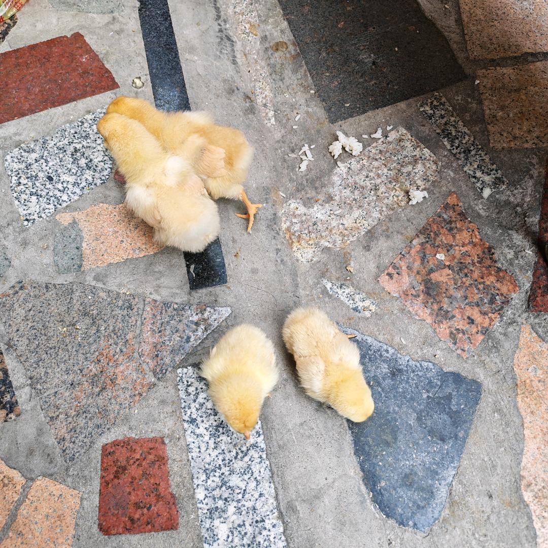 满山的猴子🐒，我腚最红！