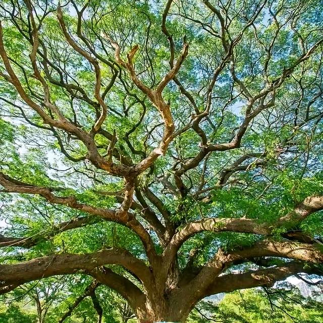 世间万物皆可有