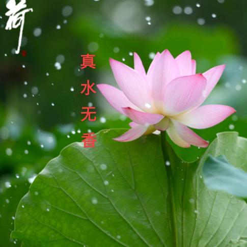 雪莲