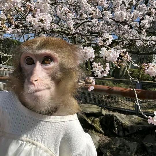 一只🐒（考证中）