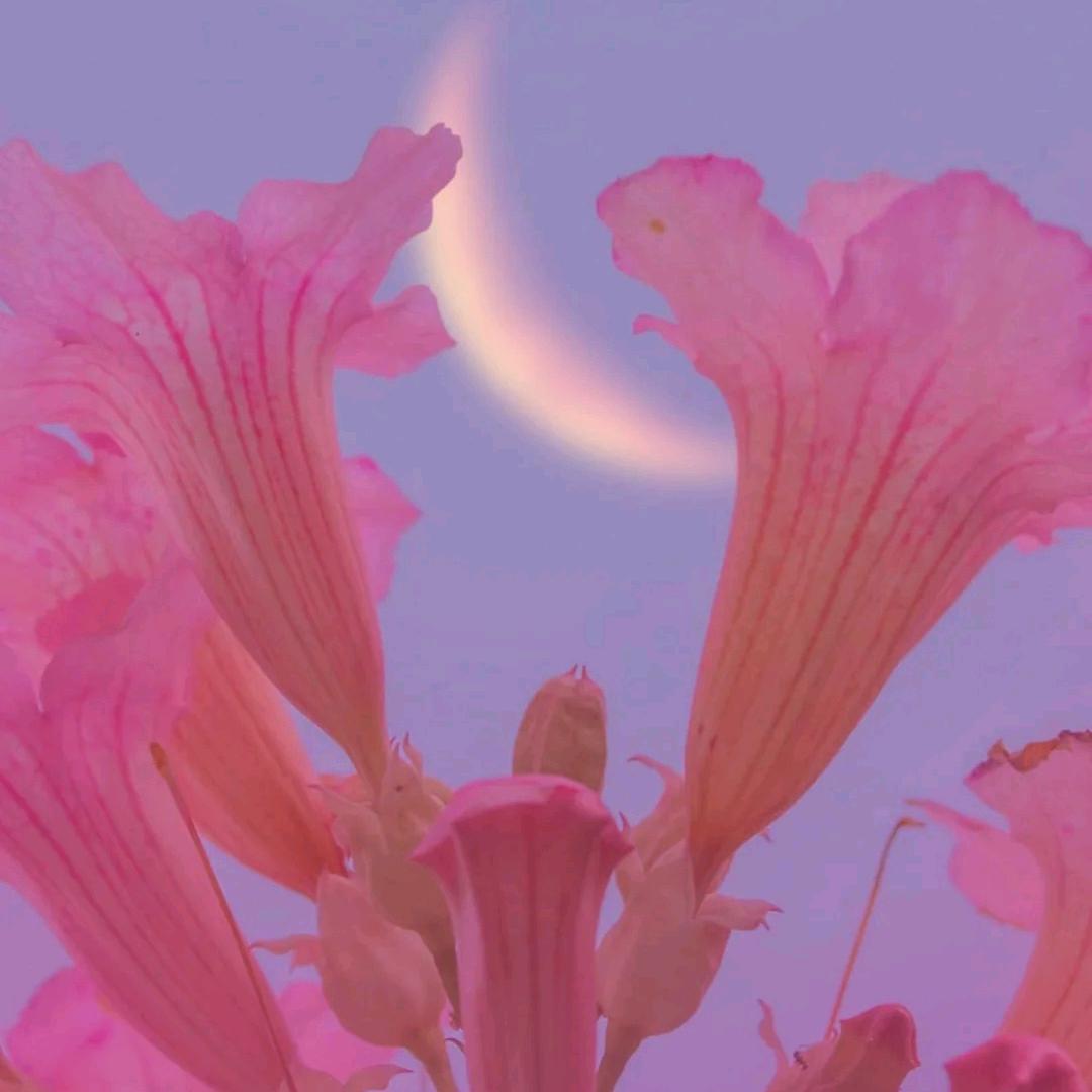 如月之恒。