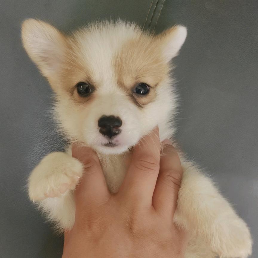 狗狗认领
