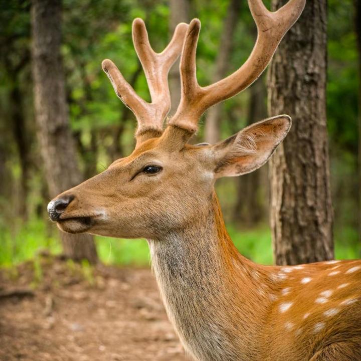 雨鹿健康食品严选店