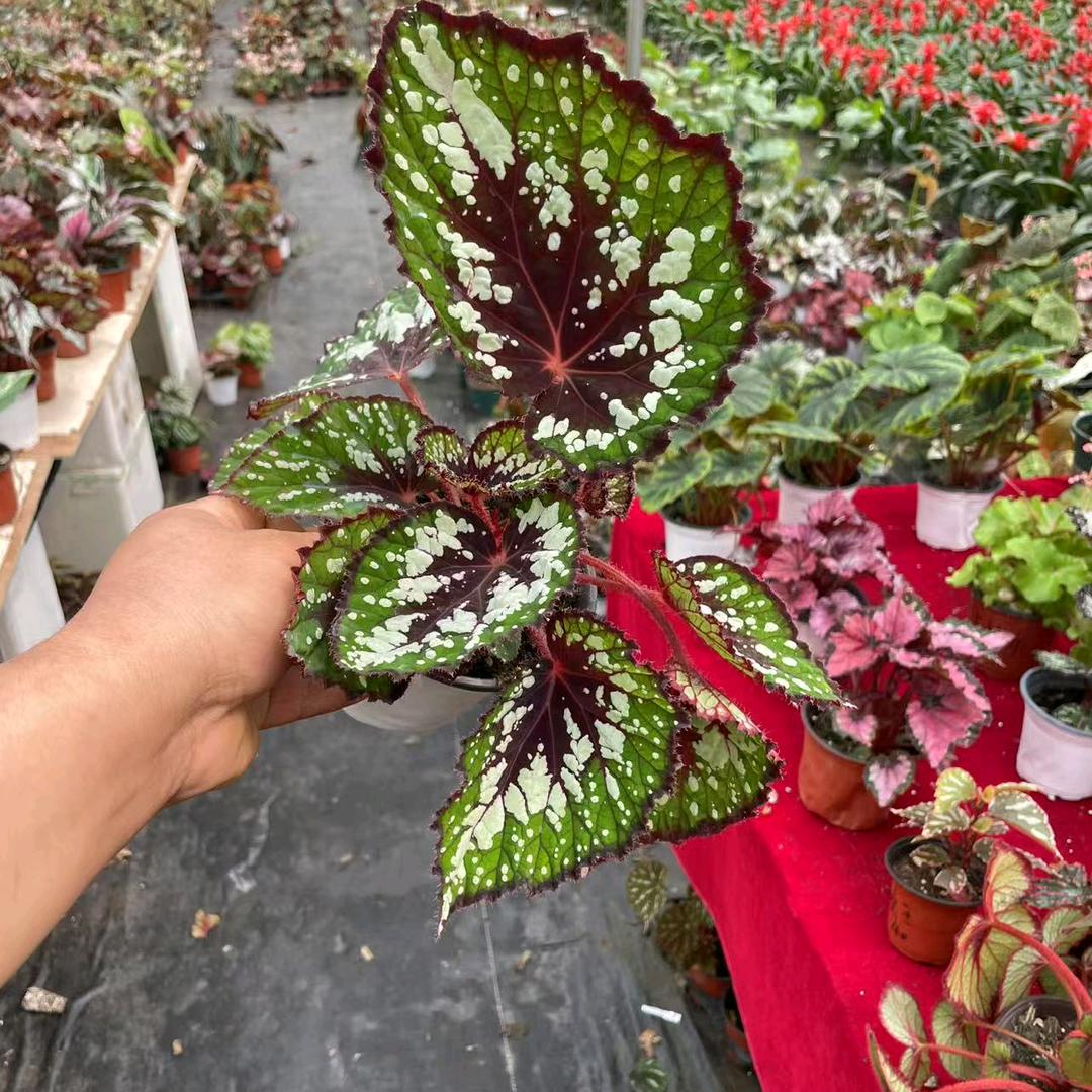 万花缘花卉