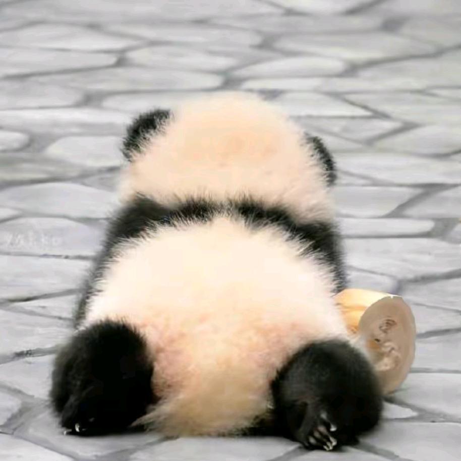 叫我大王来巡山