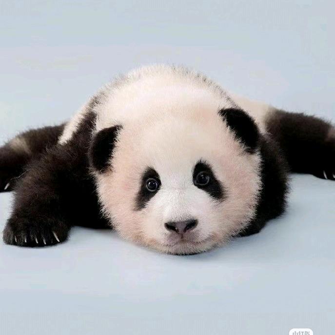 小熊猫福宝