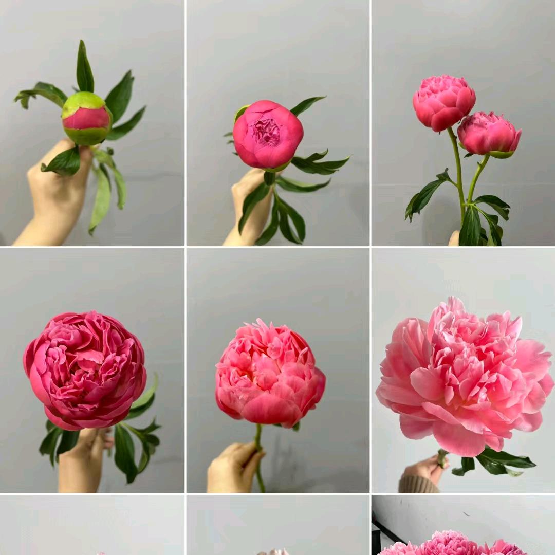 朗田芍花鲜花