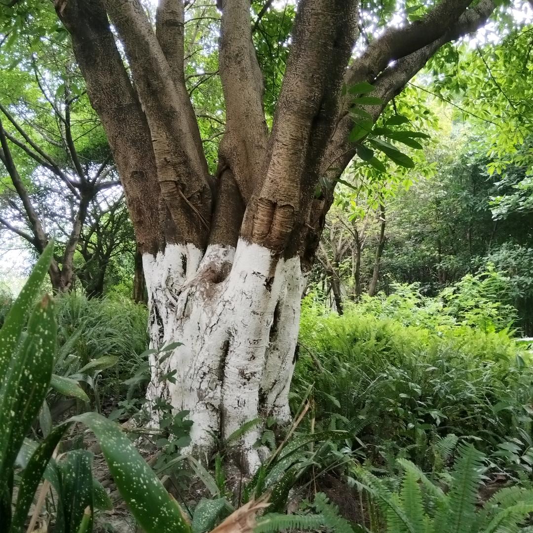 平平安安杨姐