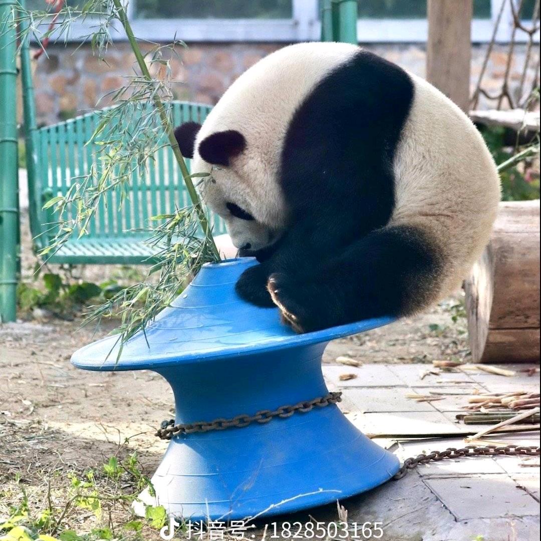 程宝の小日记 ☃ ◡̈⃝ 🌵ᵕ̈ ✿゛