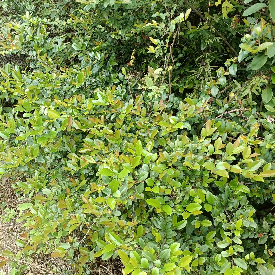✨️小草✨️