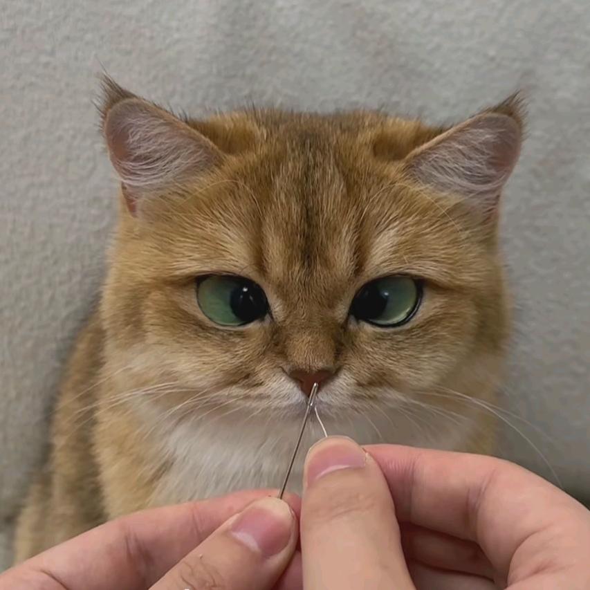 金典回忆