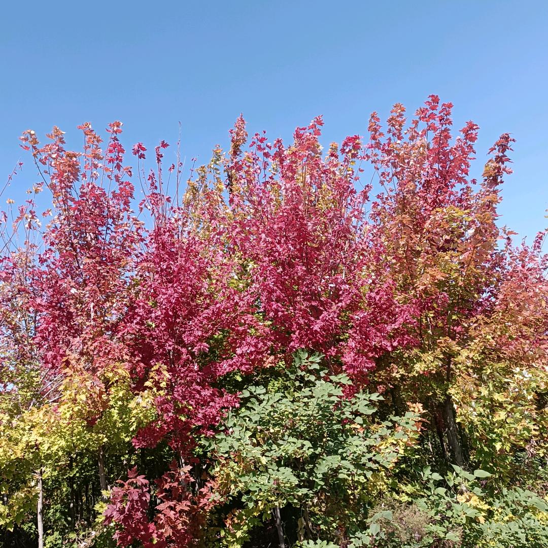 向往明天的太阳