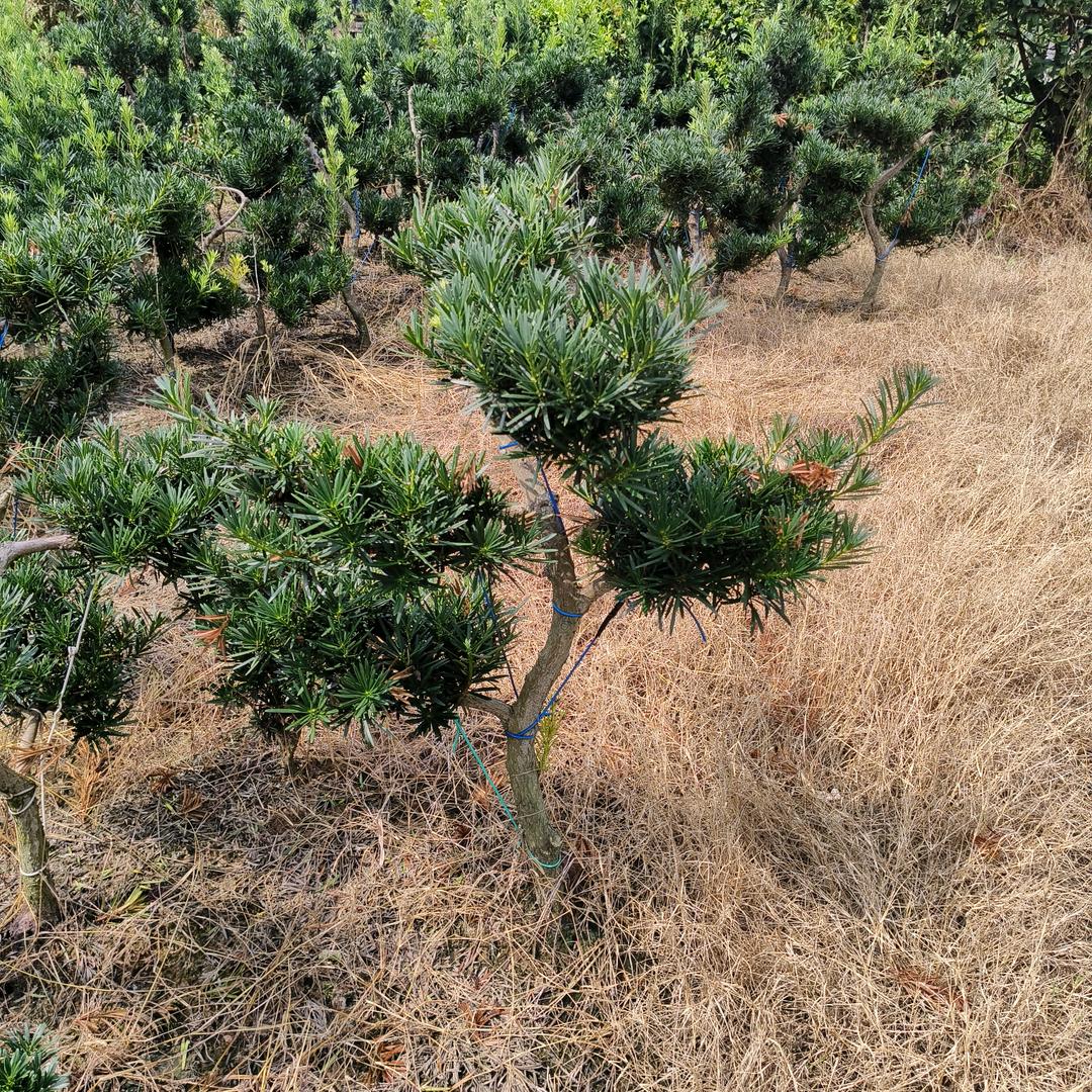 荔浦市君雨苗木种植场