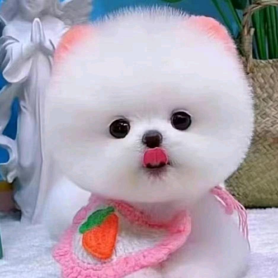 乐桃🍑博美茶杯犬