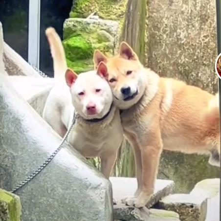老影