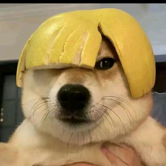 不太聪明的样子