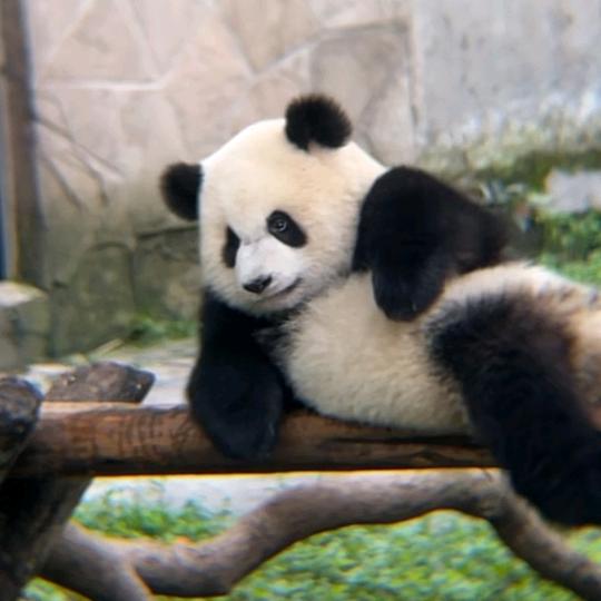 随风轻扬