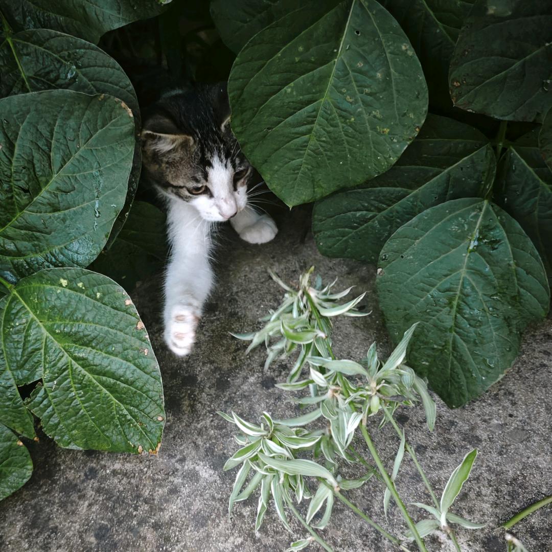 葵花宝典