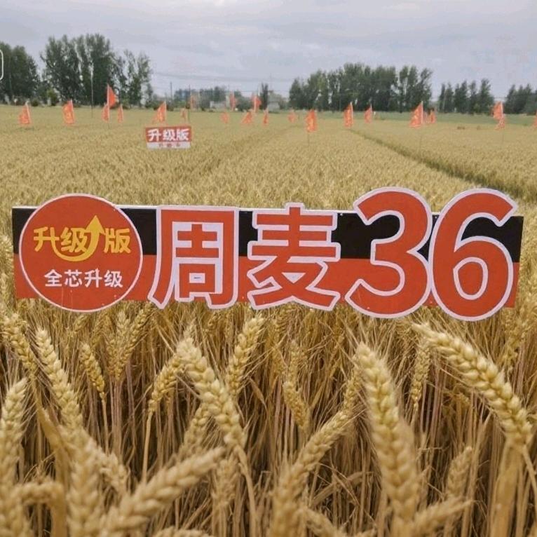 周园种业