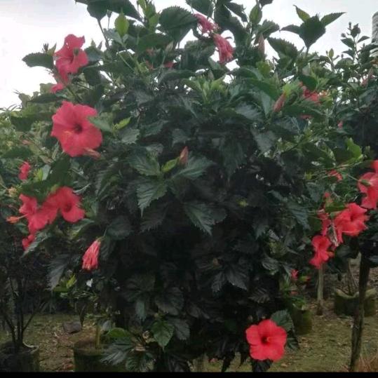 铭芯