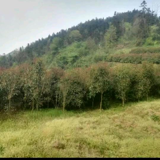 理想岁月
