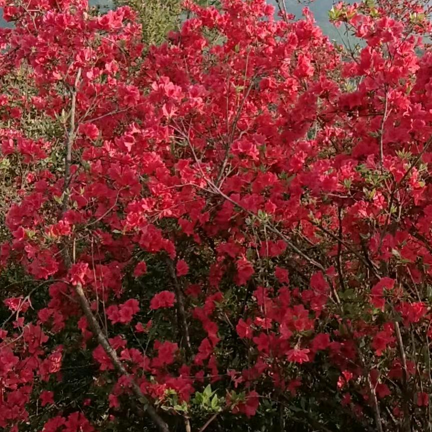 樱桃树下@看日出