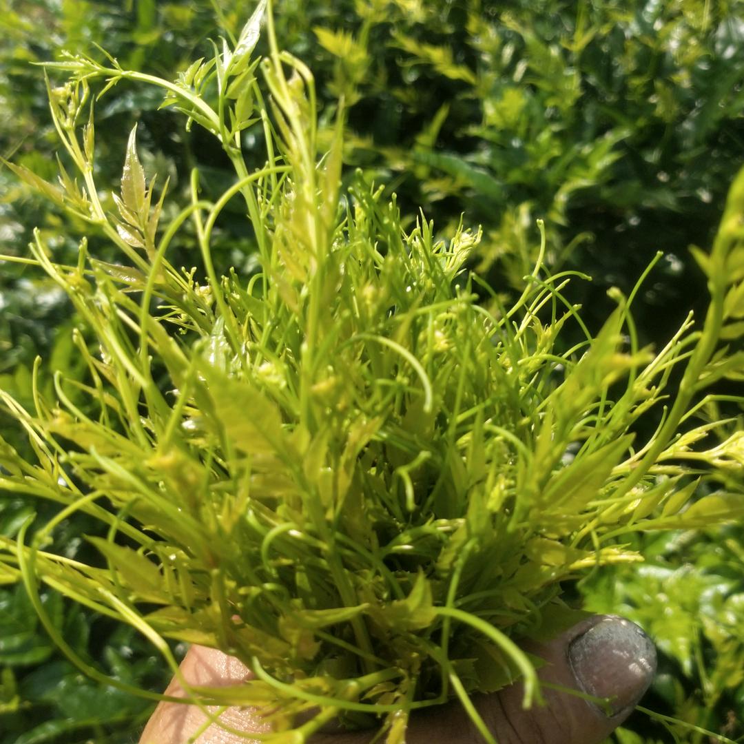 张家界,罗塔坪莓茶批发