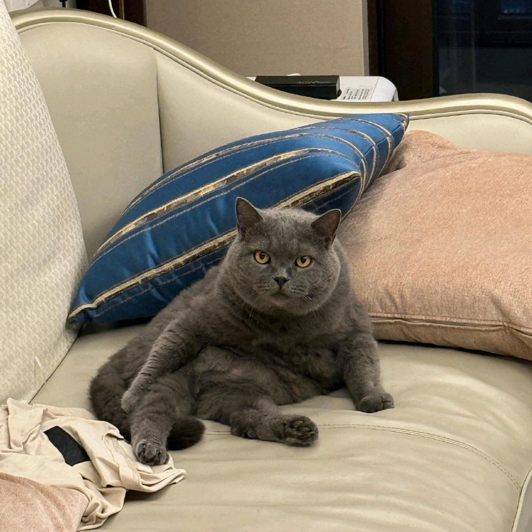 被逼疯的 特牛苏