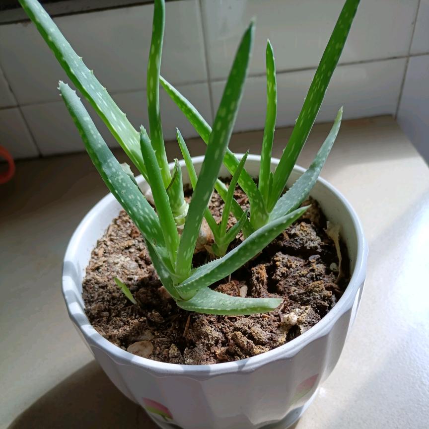 一麻袋的开心