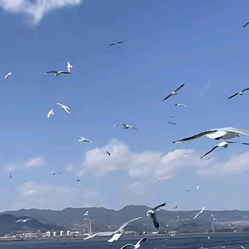 自由.快乐