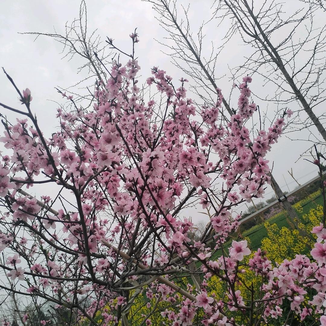 长相思，永相随
