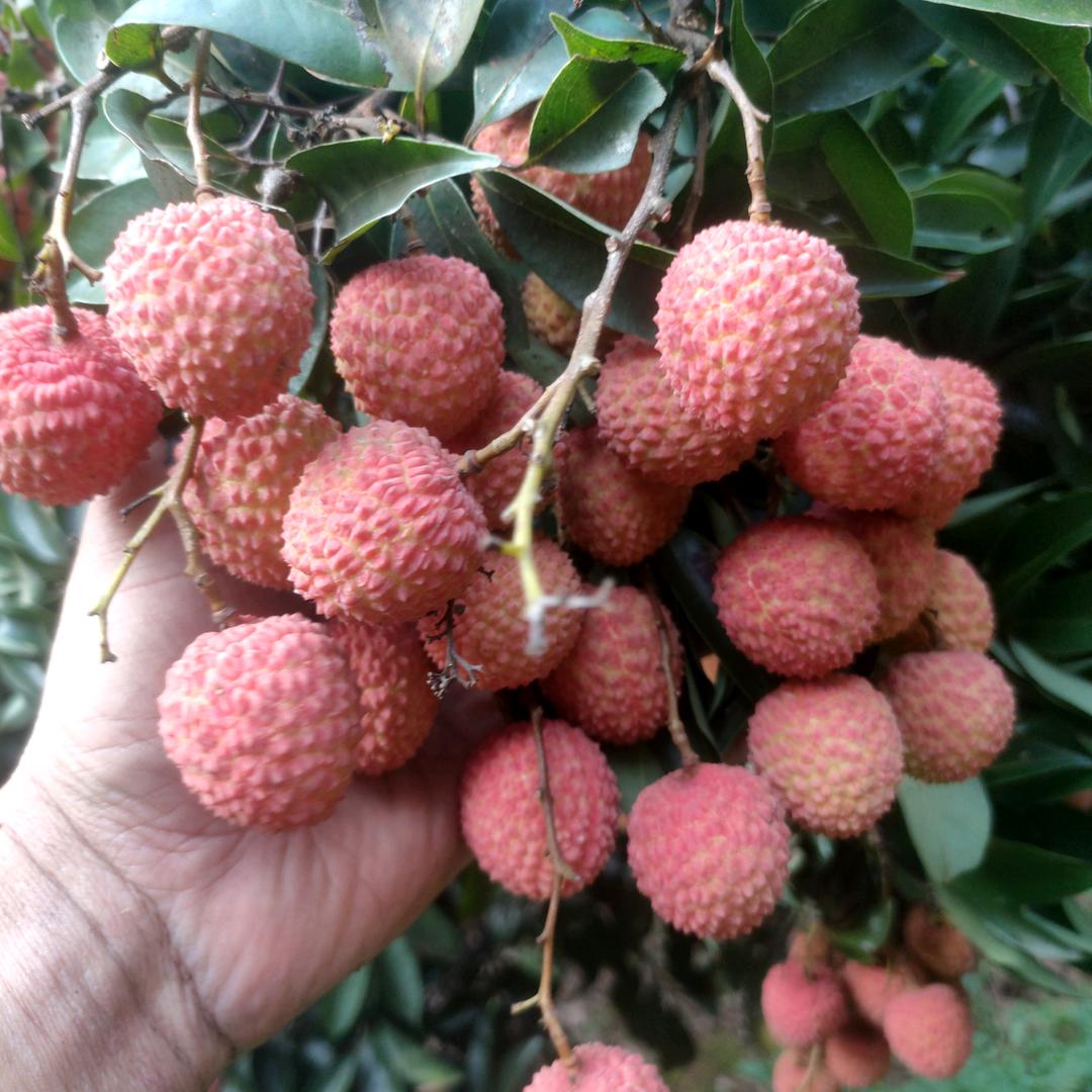 美的生活在明天