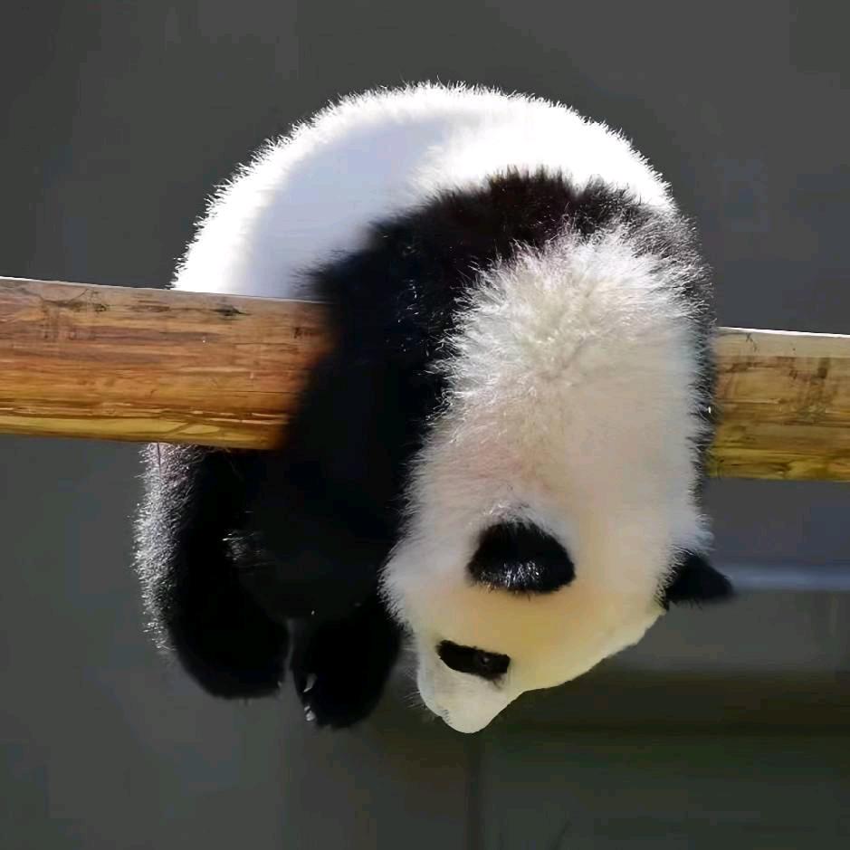 玫瑰与海