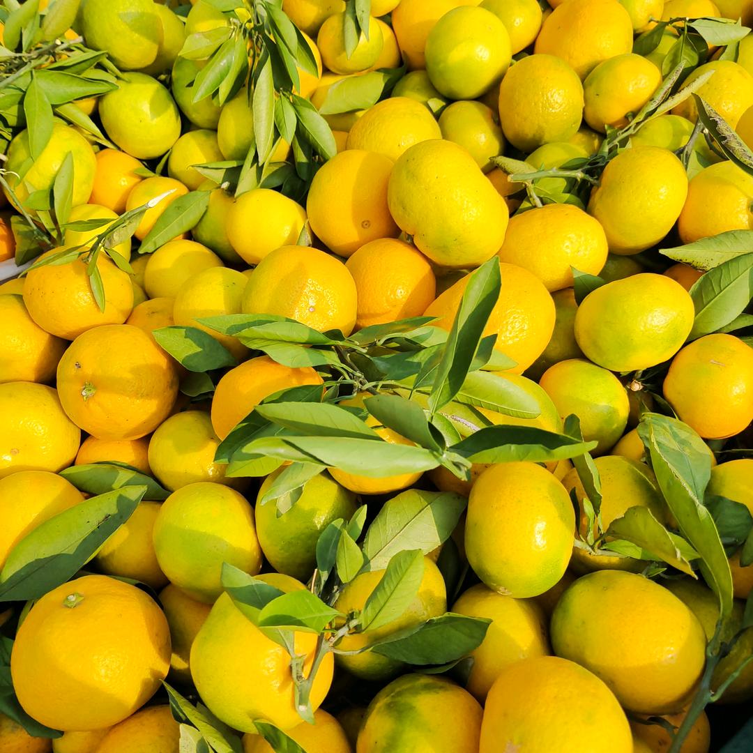 丹江口蜜桔产地代办