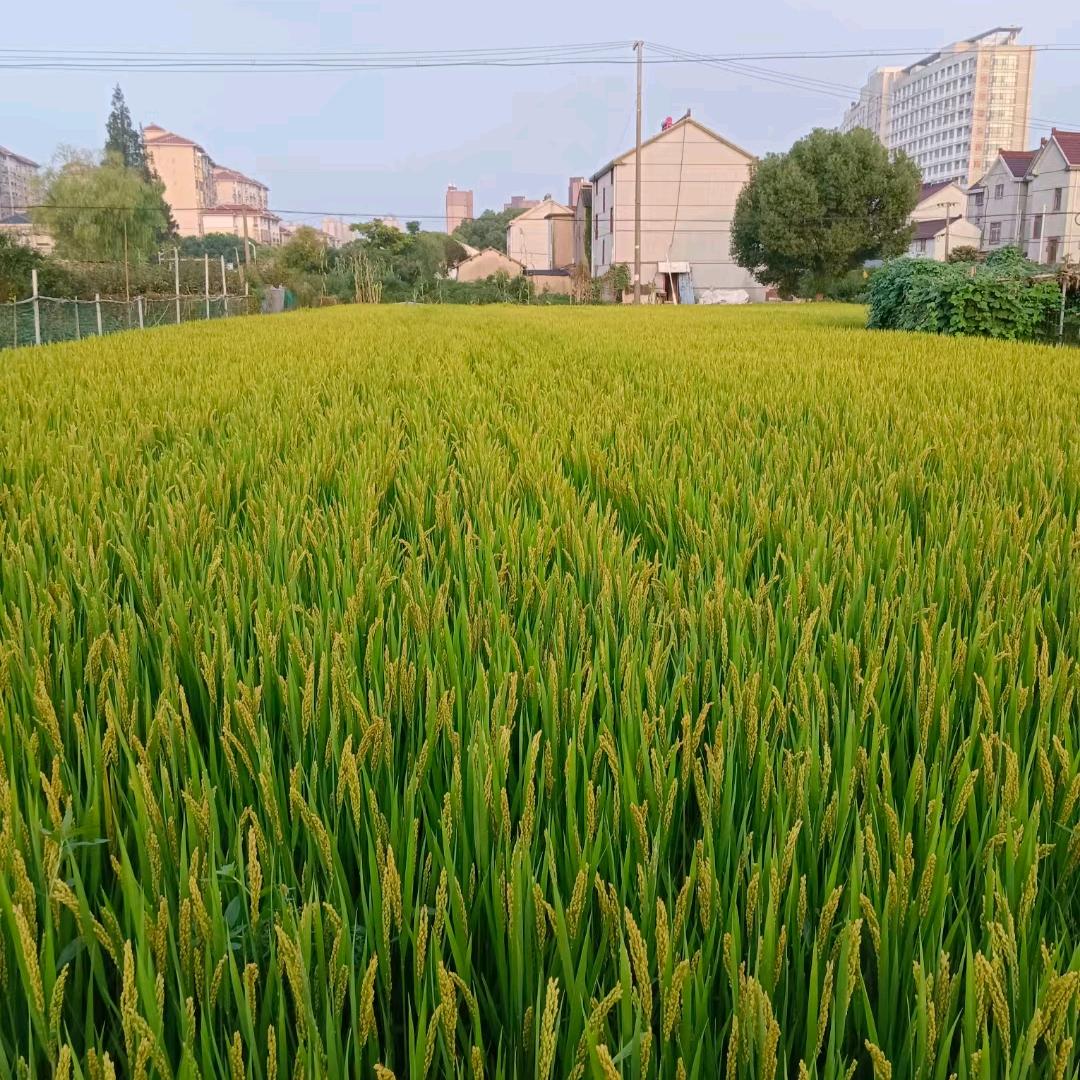 小解