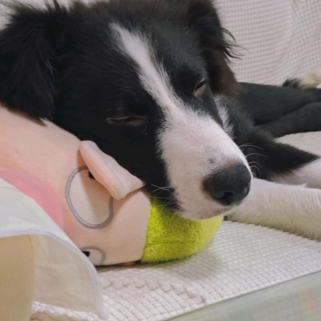 十五是只狗🐶