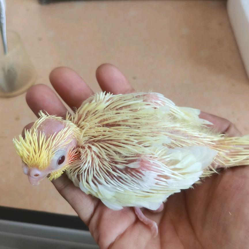 0天手养玄凤鹦鹉🦜