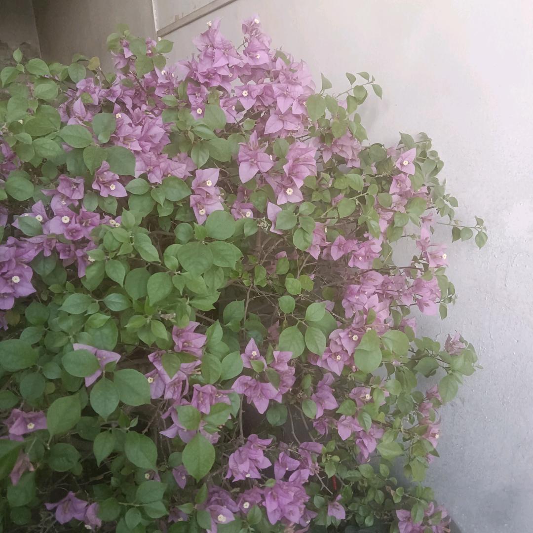 燕子（拒绝私聊）